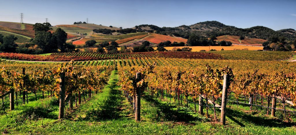 Napa Valley Wine Tasting