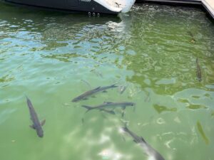 Large fish swim near a dock waiting to be fed.