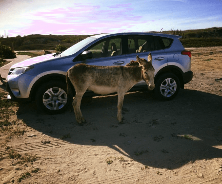 A wild donkey at Aruba's Baby Beach. Christina Hunting.