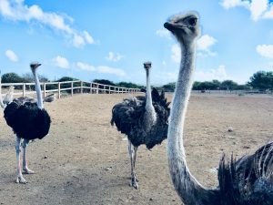 Caribbean Cruise Curacao