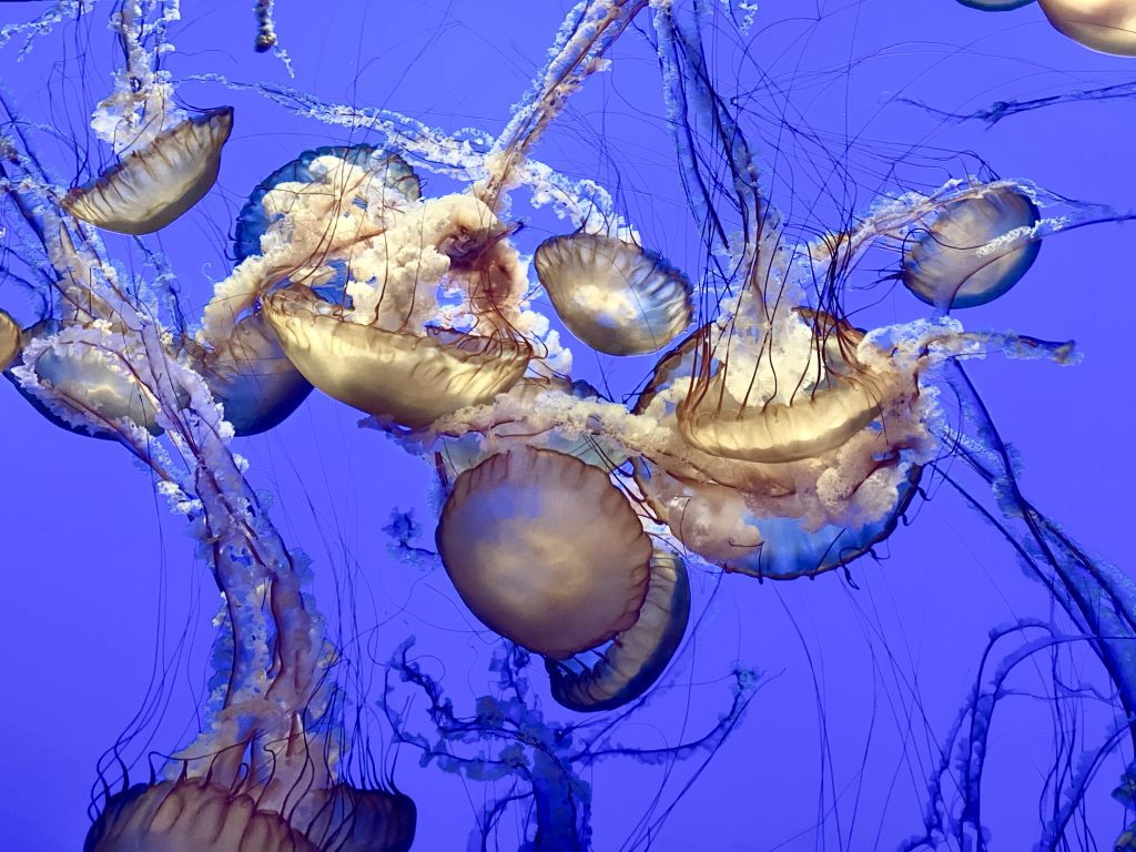 Monterey Bay Aquarium