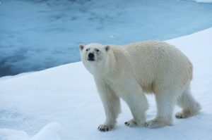 Polar Bear